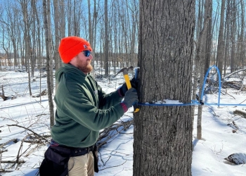 Tap Into Maple at the Oschmann Forest Conservation Area