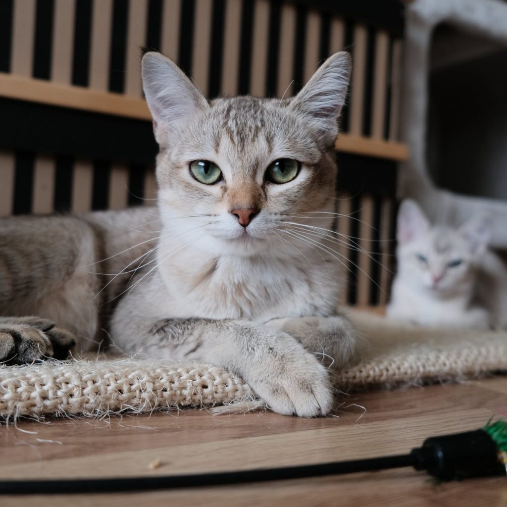 close up photo of cat