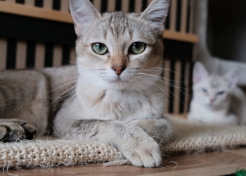 close up photo of cat