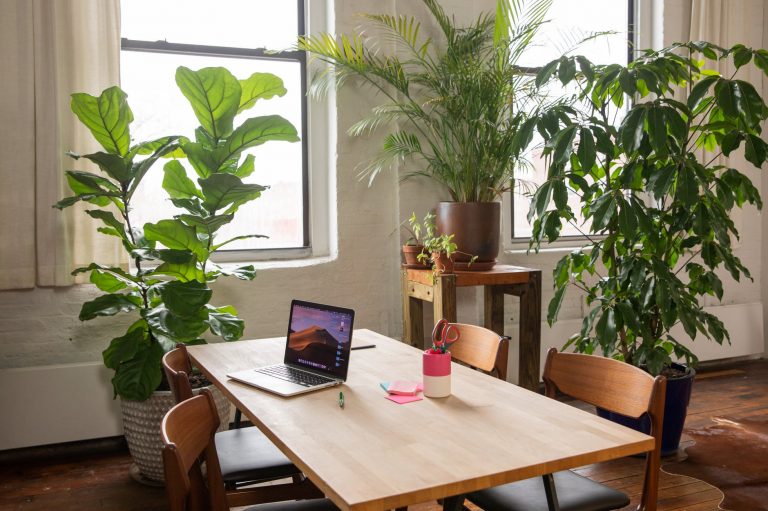indoor plants in an office
