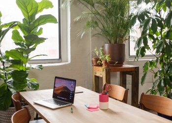 indoor plants in an office
