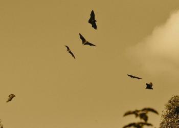 Bats and Rabies: Staying Safe in the EOHU
