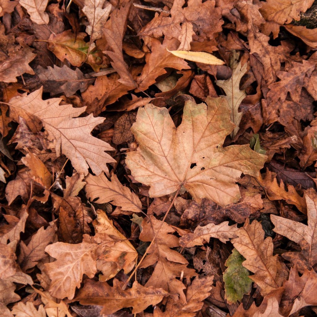 brown leaf