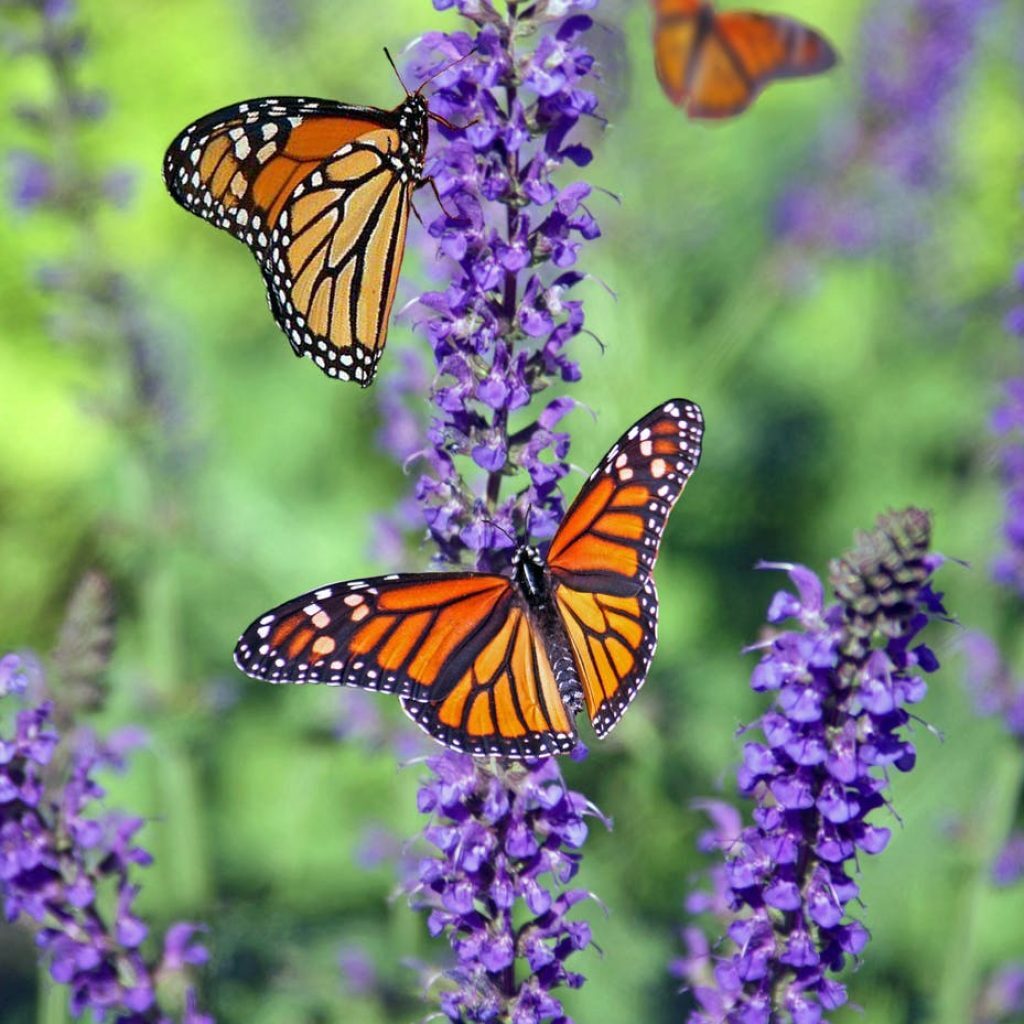 macro photography of butterflies perched on lavender flower