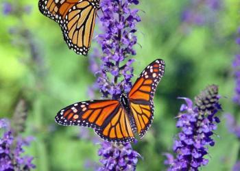 macro photography of butterflies perched on lavender flower