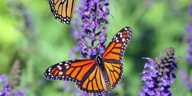 macro photography of butterflies perched on lavender flower