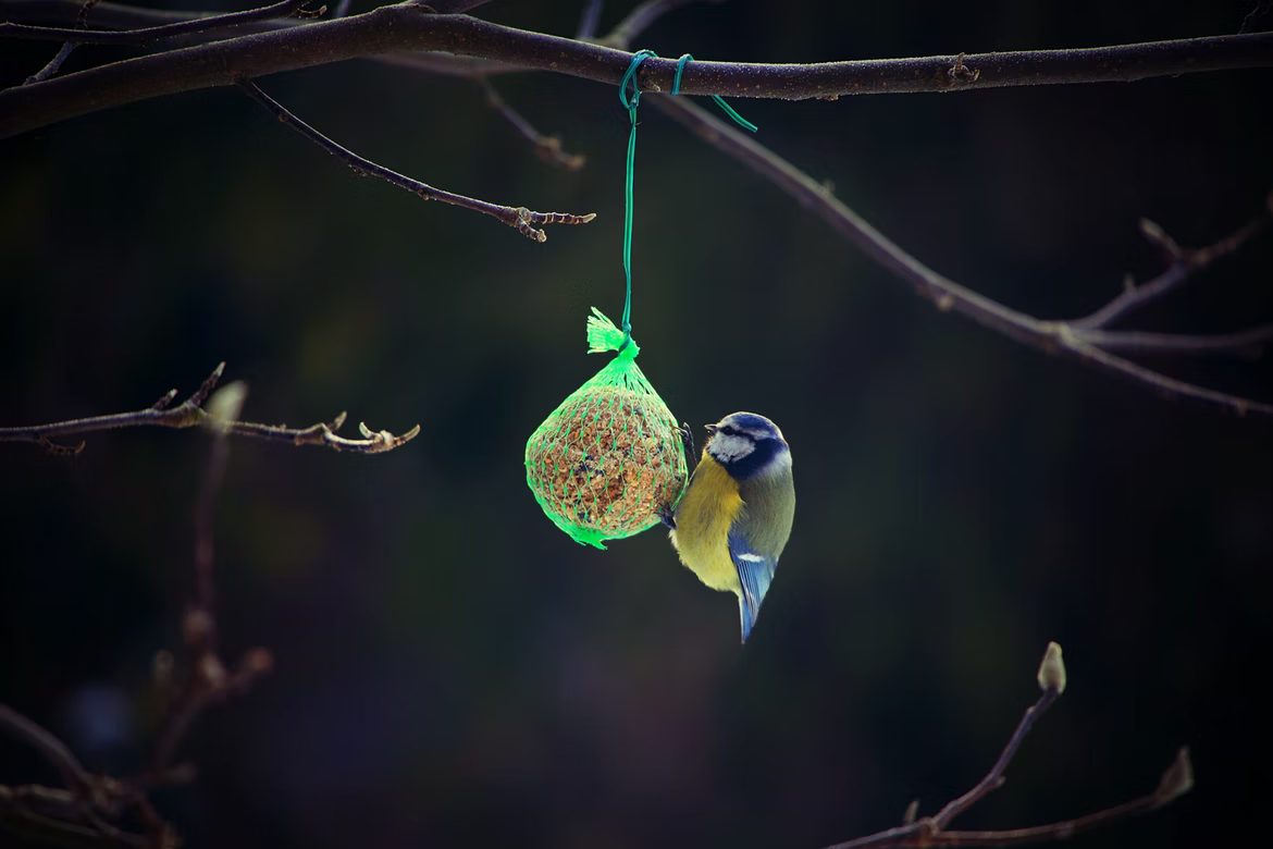 Attract Many Beautiful Birds To Your Garden With These Simple Hacks