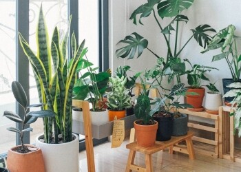 potted green indoor plants