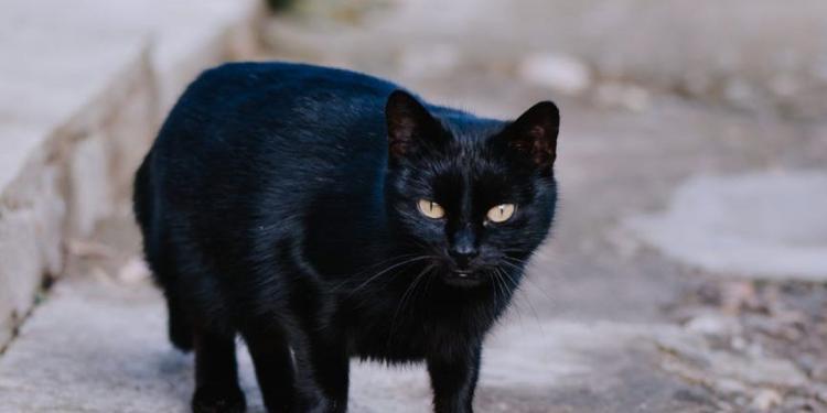 black cat standing on street