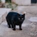 black cat standing on street
