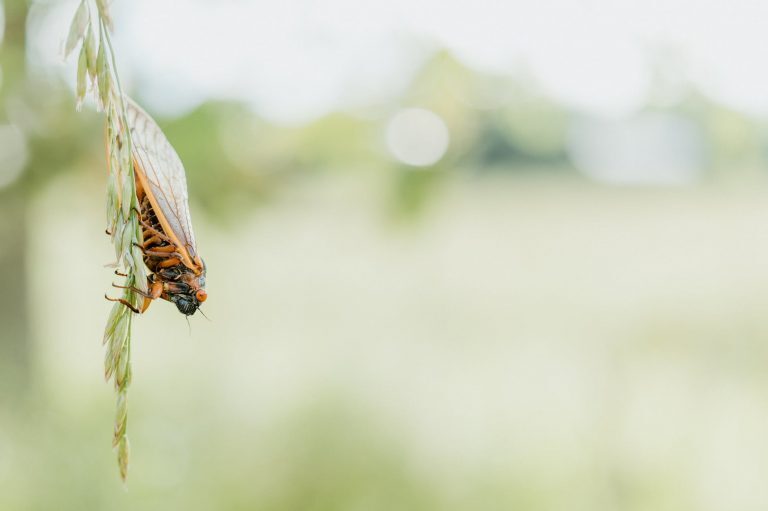 cicada perched on a leaves