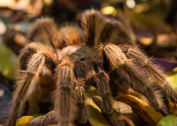close up photo of brown tarantula