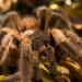 close up photo of brown tarantula