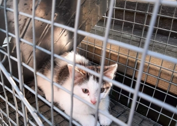 Meet the Candidates: Mary Jane Proulx