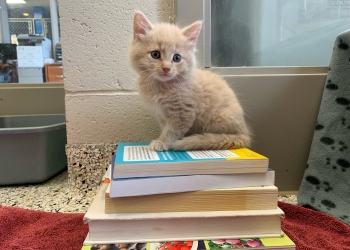 Back to school? The Ontario SPCA shares tips to help animals cope with change