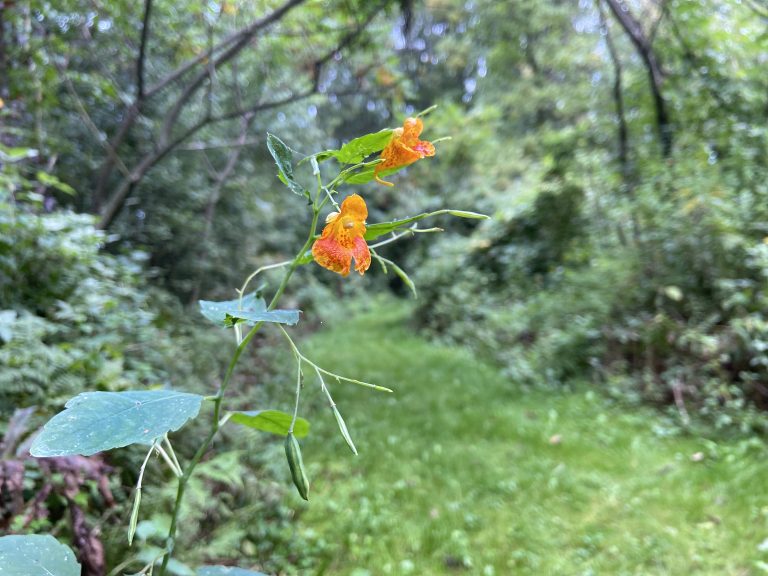 Media Release_RRCA and MCA Partner to Offer Public Plant Workshop at Cooper Marsh