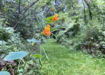 RRCA and MCA Partner to Offer Public Plant Workshop at Cooper Marsh 