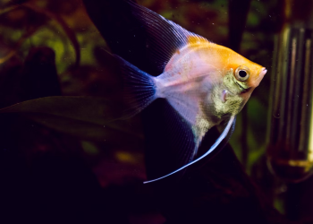 A Helpful Guide On How To Take Care Of Your Angelfish