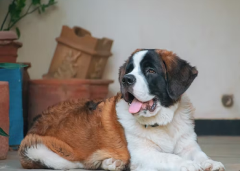 How To Choose A Perfect Dog For Yourself