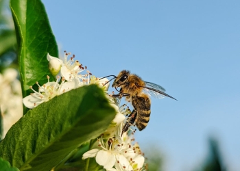 bee on white flower plant