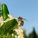 bee on white flower plant
