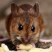 brown rat eating food