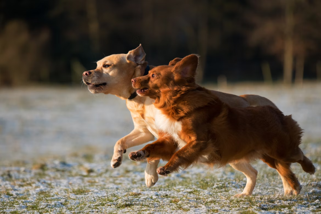 why do dogs make you live longer