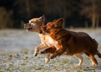 6 Things You Can Do to Help Your Dog Live Longer