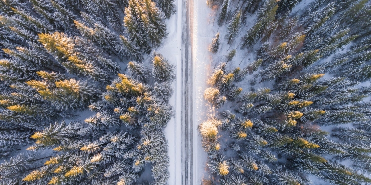 aerial photography of road in forest