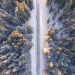 aerial photography of road in forest