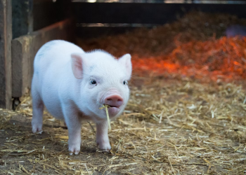 How To Keep Your Farm Animals Healthy