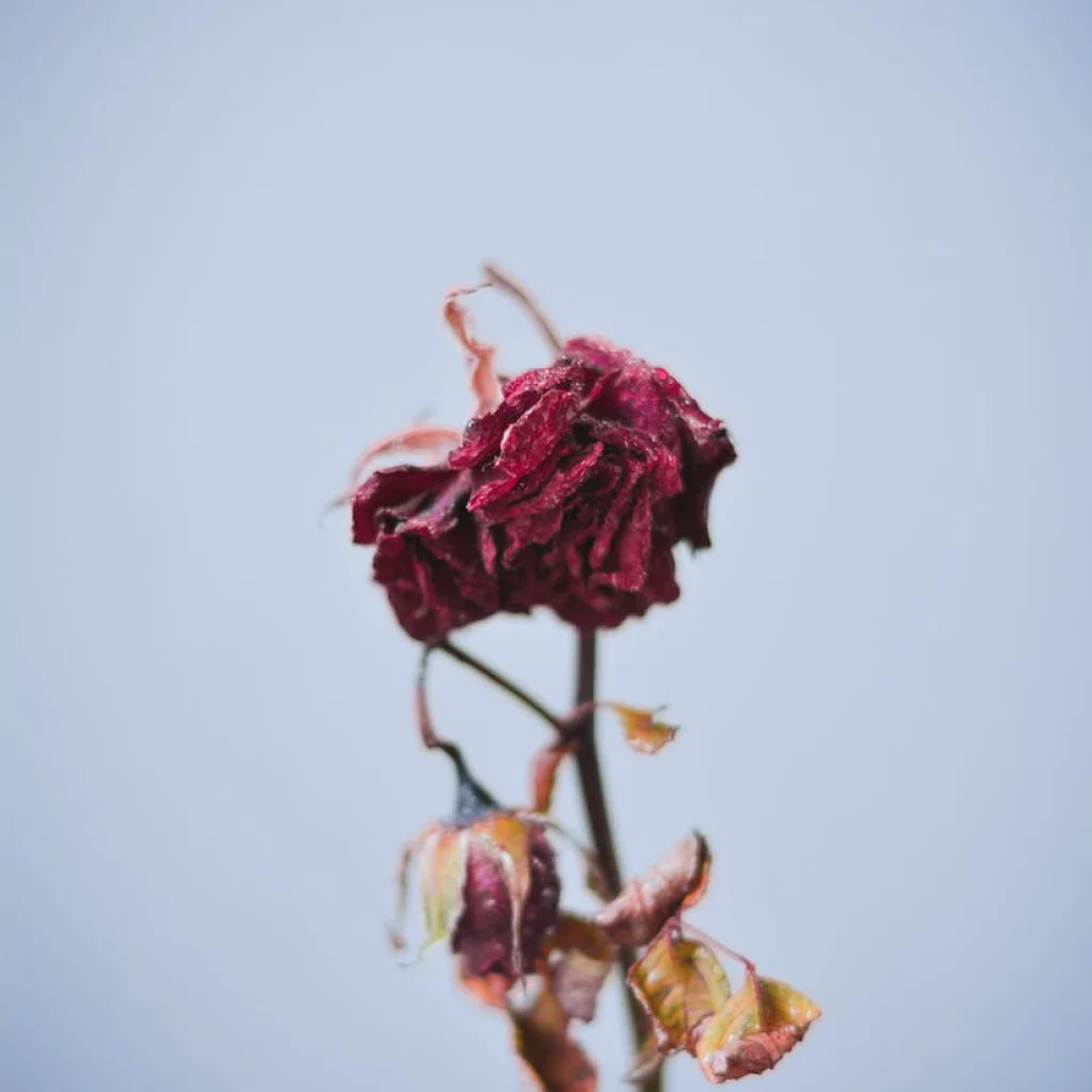 dried red flowers