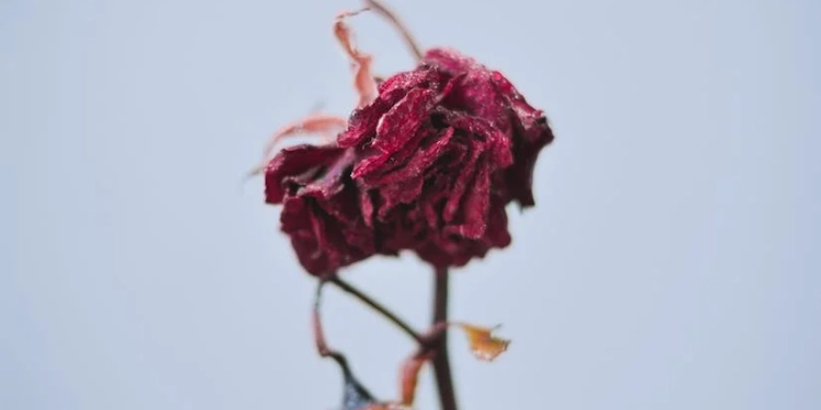 dried red flowers