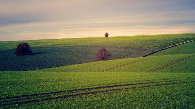 grass