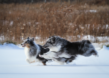 Local Resident’s photo featured in Pet Valu Calendar