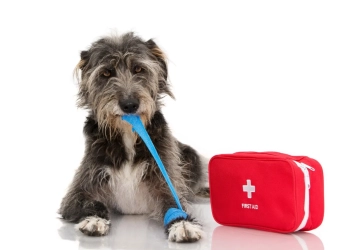 3 Tips for Choosing a Pet CPR Certification Course
