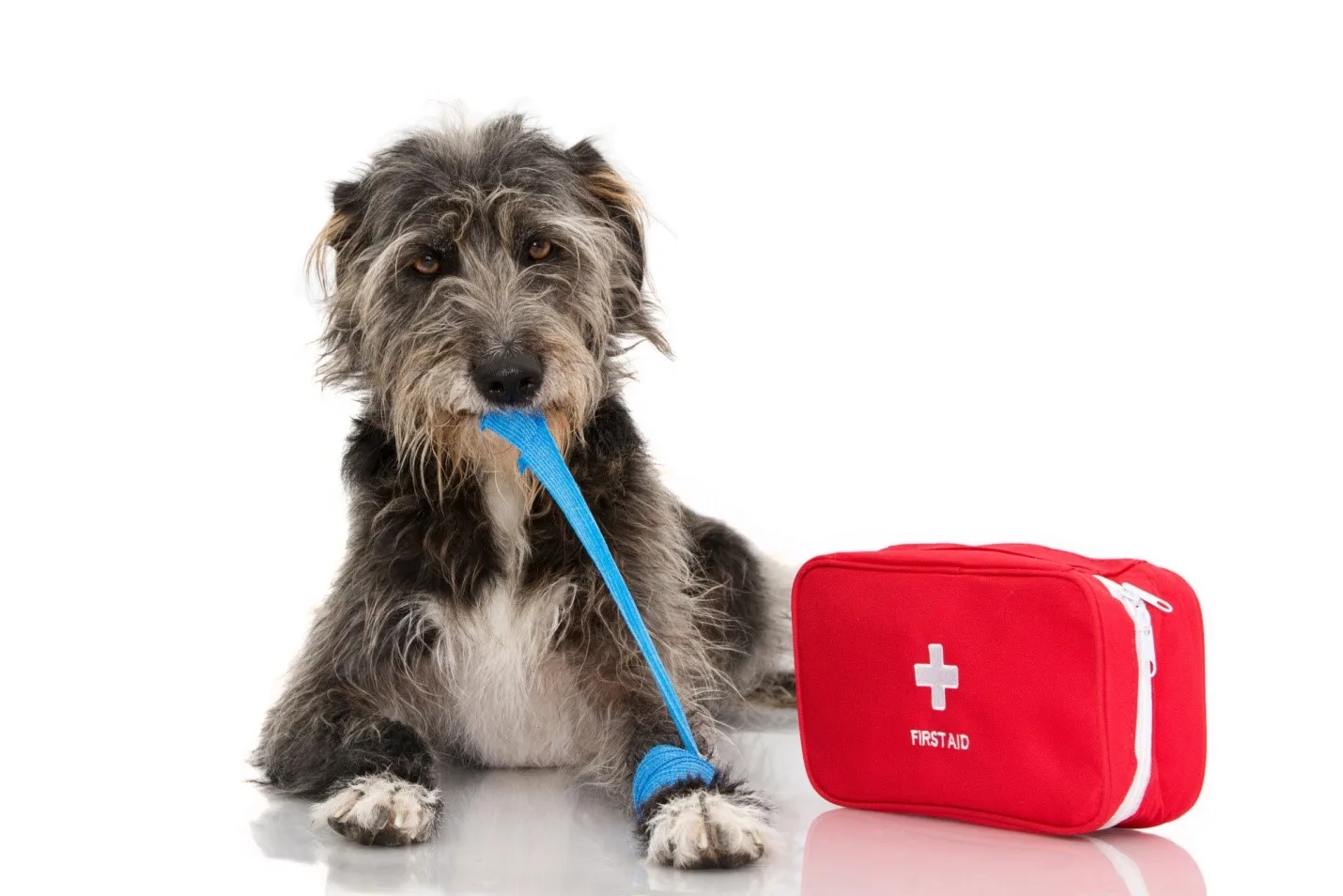 3 Tips for Choosing a Pet CPR Certification Course