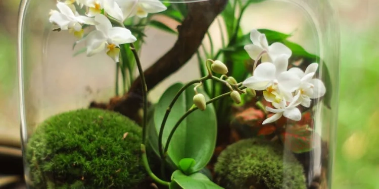 clear glass terrarium with white petaled flowers