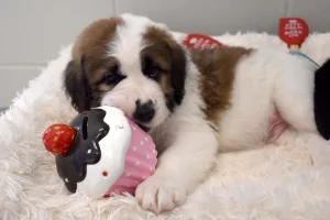 DSC_4915-PhotobyCathyBurgers-Compressed