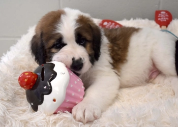 Cupcake lovers and animal advocates, rejoice!