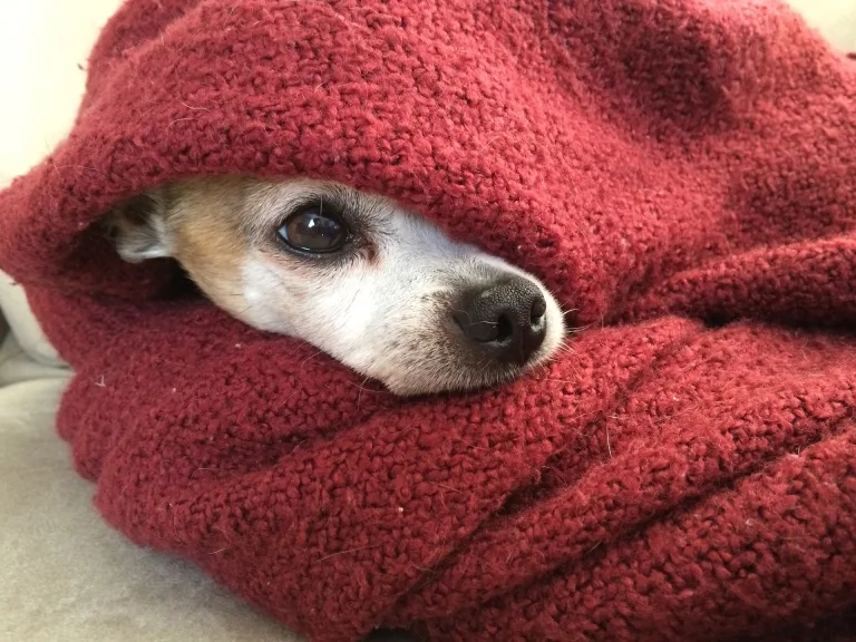 chihuahua-633962_1920