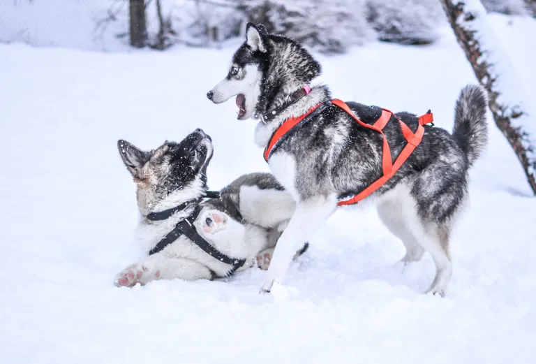 huskydog-pexels