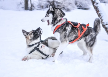 6 Useful Tips for Husky Owners on Proper Dog Training Techniques