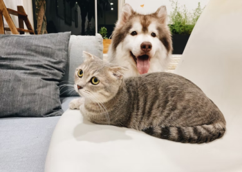 Why Is It Important To Invest In Pet Insurance If You Have A Pet