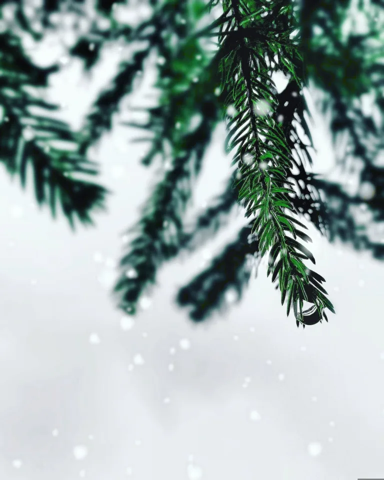 selective color photography of pine leaf