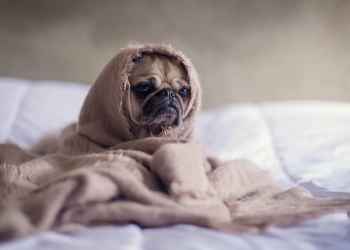 How To Take Care Of Your Pet That’s Feeling Unwell