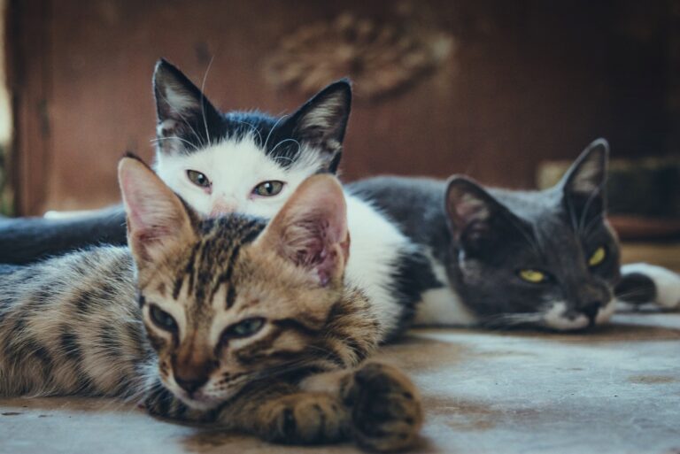cats
