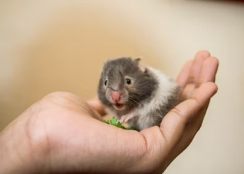 How To Take A Good Care Of Your Hamsters?