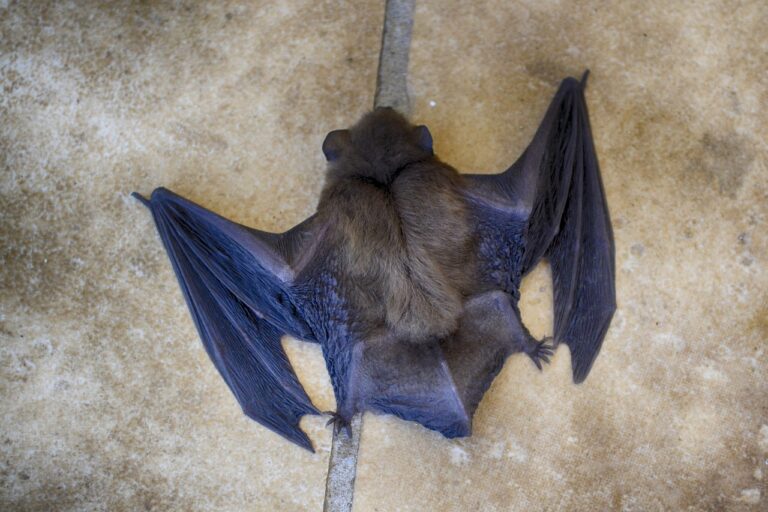 bat-g91077e241_1280