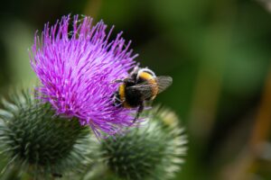 close up shot of a bee on purple flower